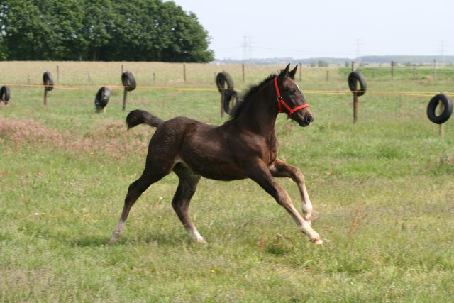 Groningen horse