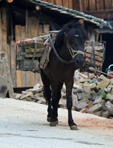 Guizhou pony