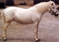 Guoxia pony