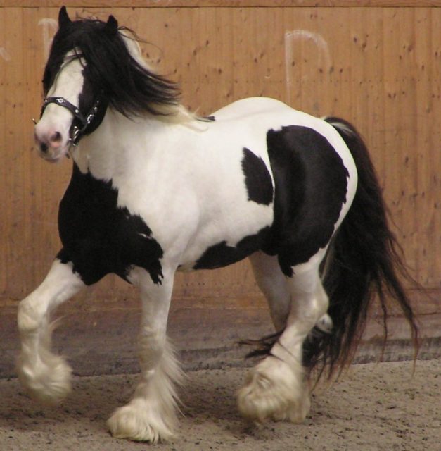 Gypsy horse