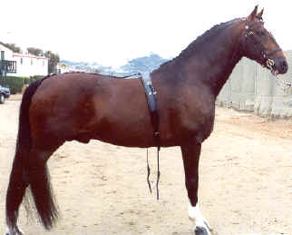 Hackney horse
