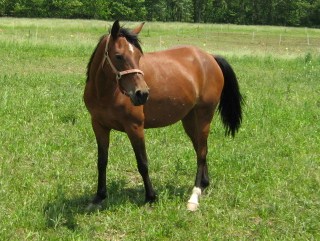 Half Saddlebred horse