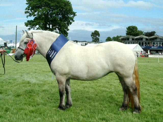 Highland pony