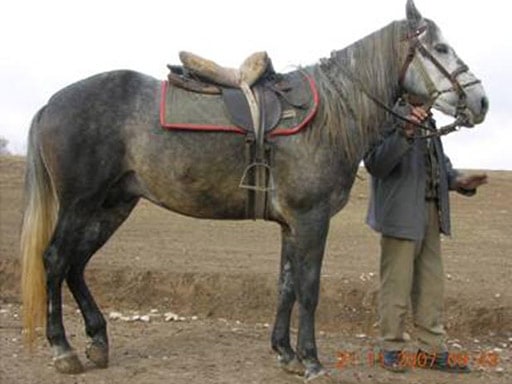 Hinis horse