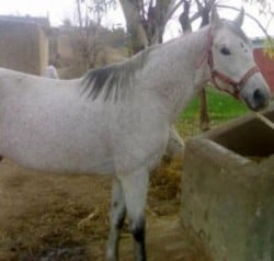 Hirzai horse