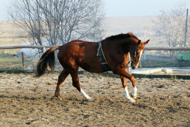 Holsteiner horse