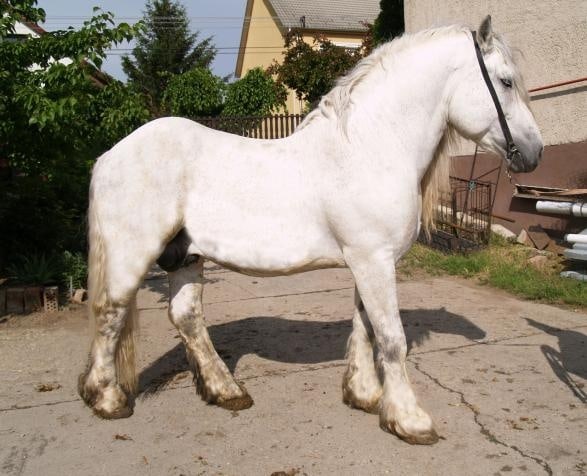 Hungarian Coldblood horse