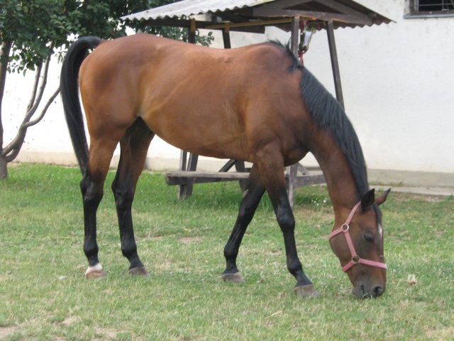Hungarian Warmblood horse