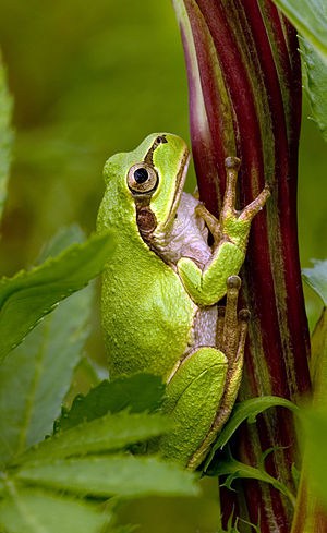 Japanese Tree Frog