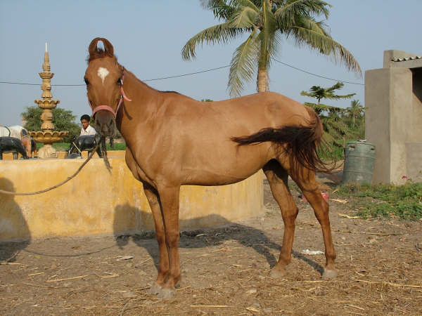 Kathiawari horse