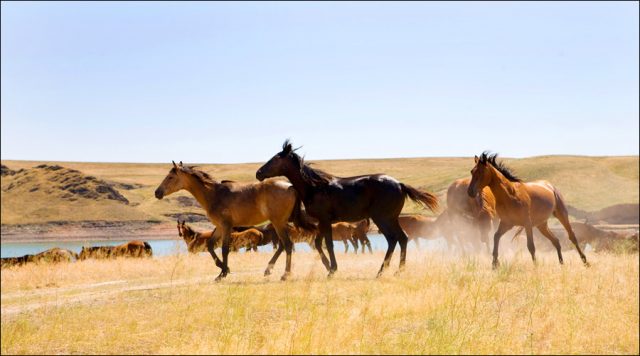 Kazakh horse