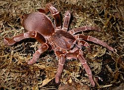 King Baboon Tarantula