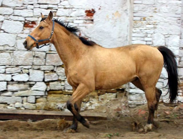 Kinsky horse