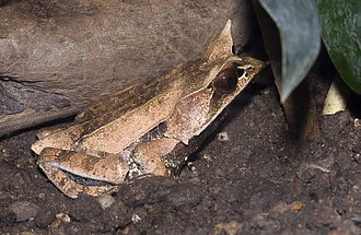 Malayan Horned Frog