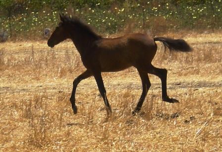 Messara horse