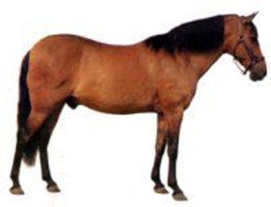 Bhirum pony