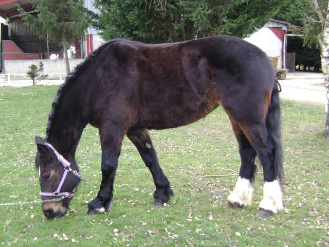 Norman Cob horse