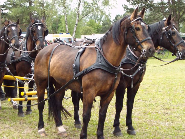 Ostfriesen and Alt-Oldenburger horse