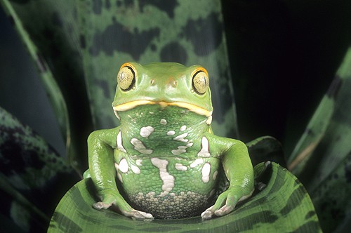 Painted-Bellied Monkey Frog