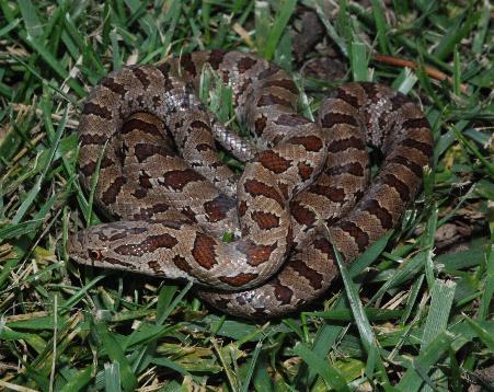 Prairie King Snake