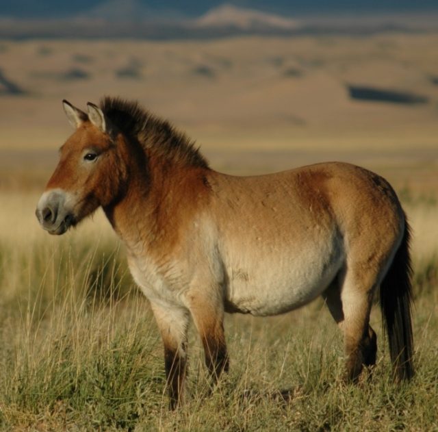 Przewalski’s horse