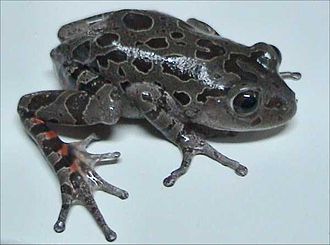 Red-Legged Running Frog