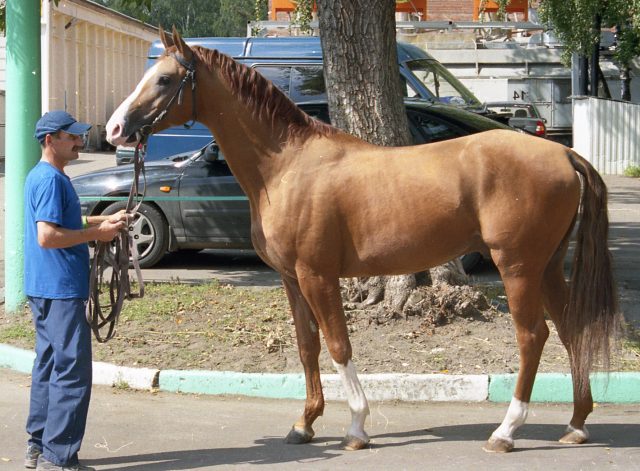 Russian Don horse