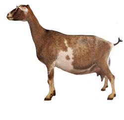 Sable Saanen goat