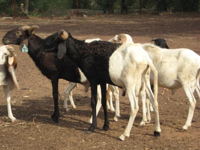 Sahelian goat