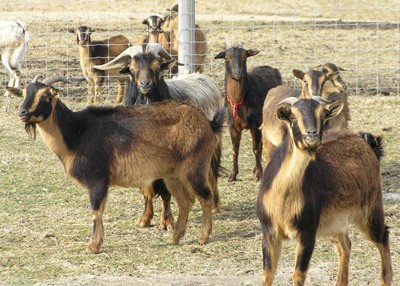 San Clemente Island goat