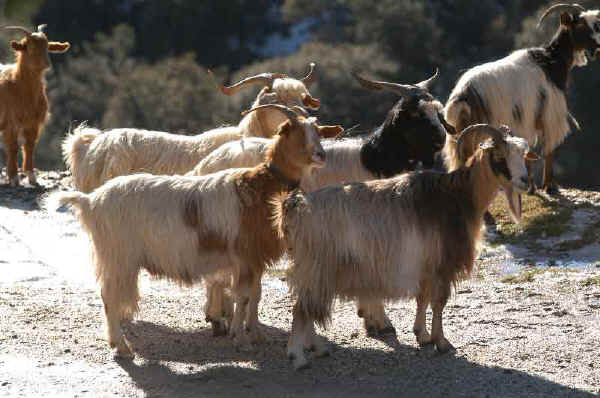Sarda goat