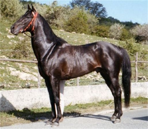 Sardinian Anglo-Arab horse