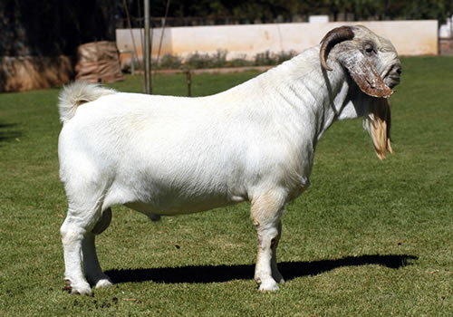 Savanna goat