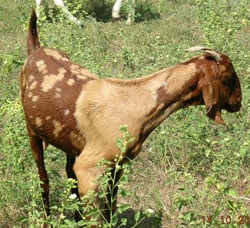 Sirohi goat