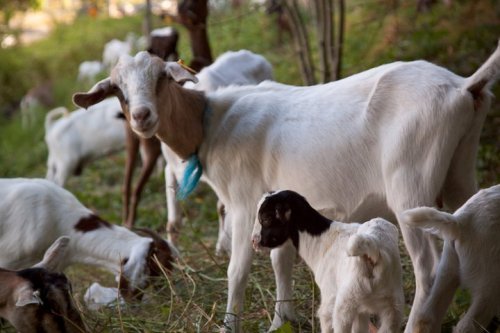 Somali goat