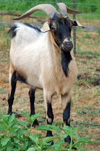 Spanish goat