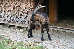 Stiefelgeiss goat
