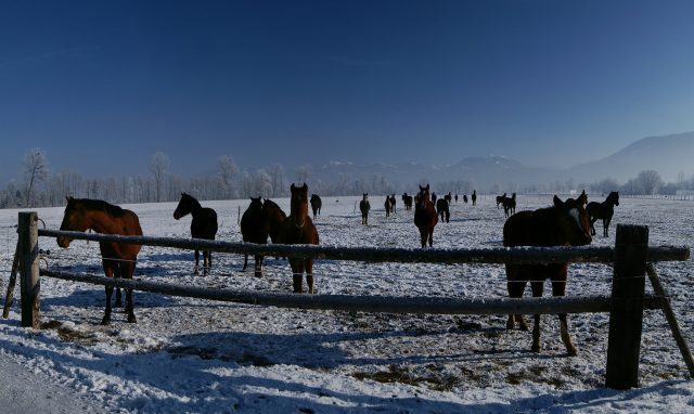 Swiss Warmblood horse