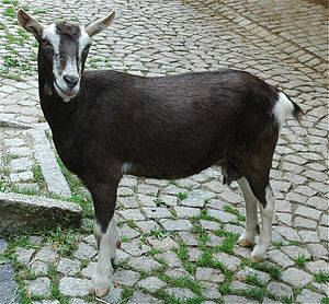 Thuringian goat