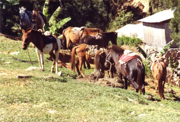 Timor pony