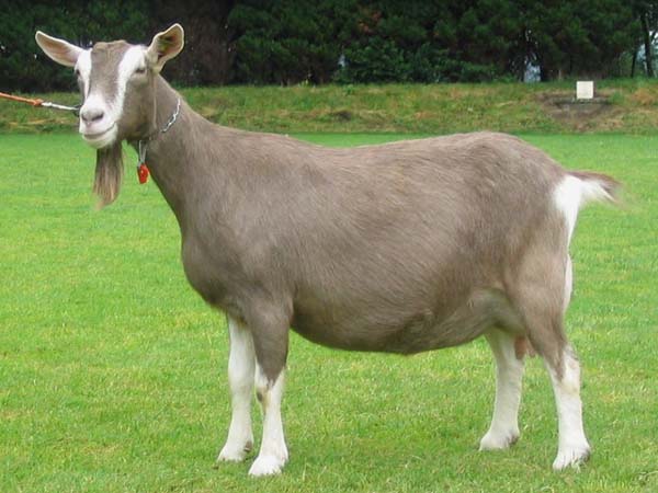 Toggenburg goat