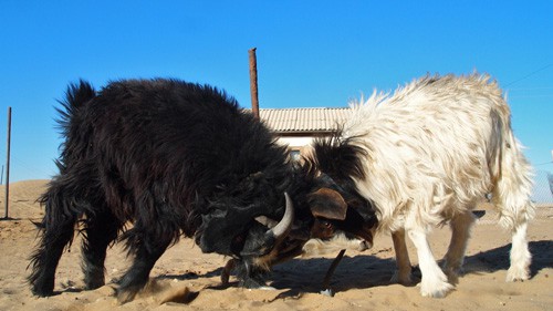 Uzbek Black goat