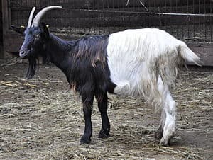 Valais Blackneck goat