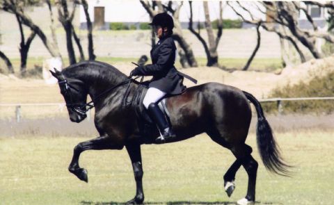 Vlaamperd horse