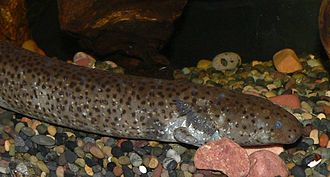 Western Lesser Siren