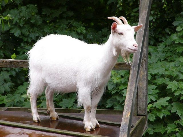 White Shorthaired goat