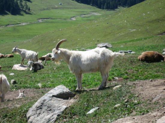 Xinjiang goat