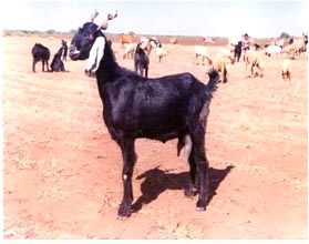 Zalawadi goat