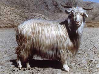 Zhongwei goat