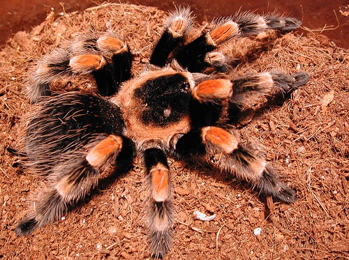 Mexican Red-Legged Tarantula